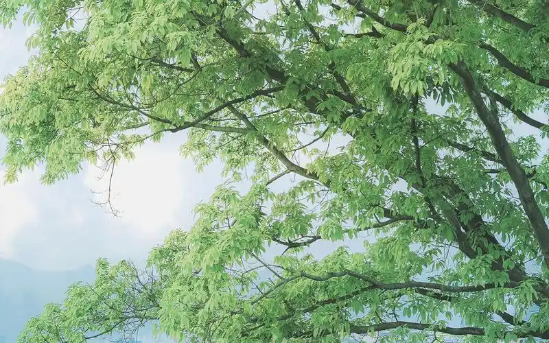 小清新蓝天白云自然风景桌面壁纸