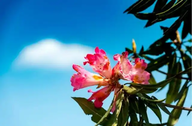 游百里杜鹃,看杜鹃花争相开放,感受大自然的独特之美