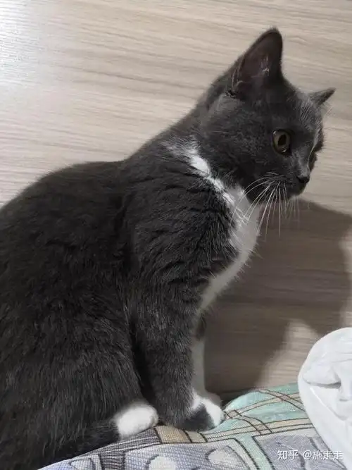 emmm请问刀疤脸蓝白和银渐层配种会生出来