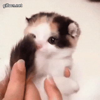 尾巴猫猫欢乐可爱gif动图_动态图_表情包下载_soogif