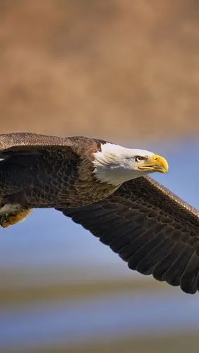 iphone 壁纸 白头鹰,鸟,捕食鱼,飞行,翅膀