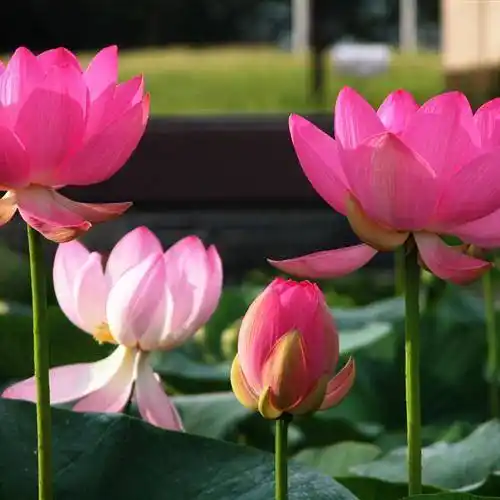 好看吉祥的微信头像漂亮的荷花最适合妈妈们使用了