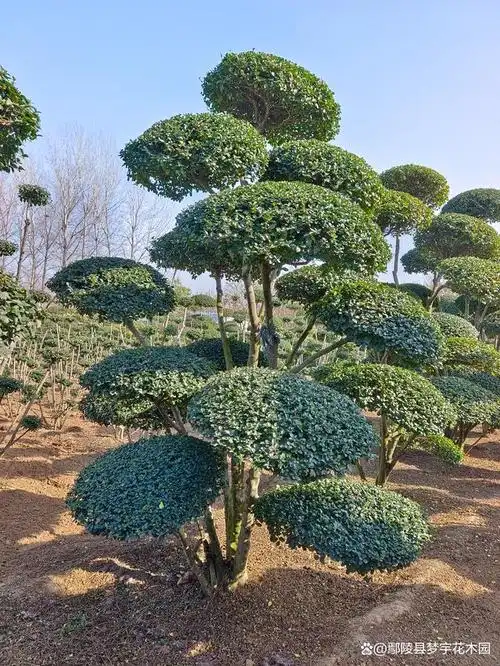 小叶女贞造型树可以绿化庭院别墅外,还可以对住宅小区底层带有一定