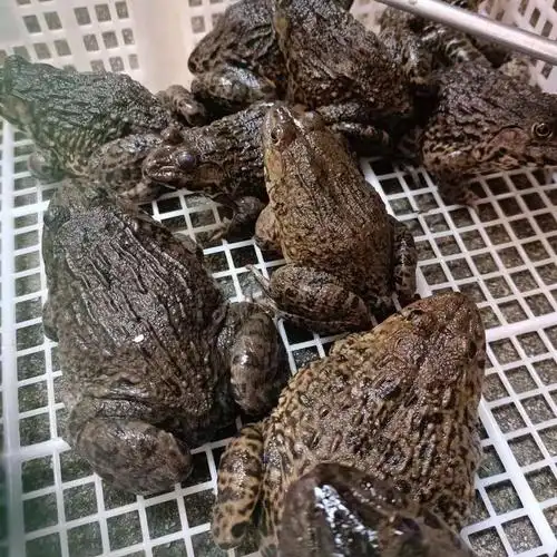[青蛙批发]广东广州荔湾区青蛙 8.80元/斤青蛙 产地大量活体 _ 一亩田