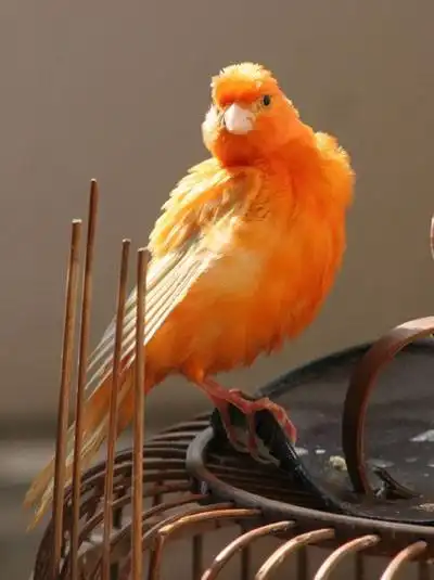 展开全部 这是芙蓉鸟,也叫金丝雀,有好多种毛色,比如金色,金黄色