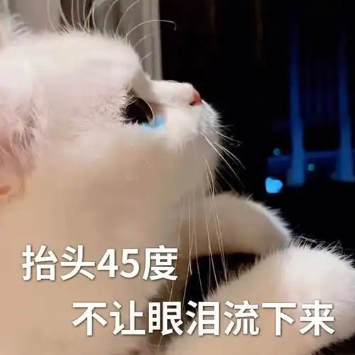 0461556103小猫咪表情包
