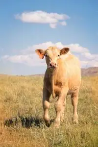 巴洛米诺马夏洛来牛杂种的牛犊步行照片