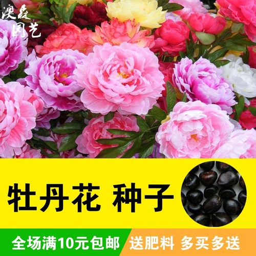 牡丹花种籽花园盆栽阳台室内室外种植花种子耐寒易活易种洛阳牡丹