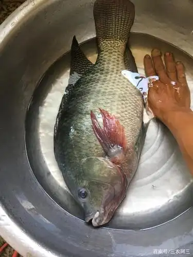 罗非鱼优质水产养殖品种