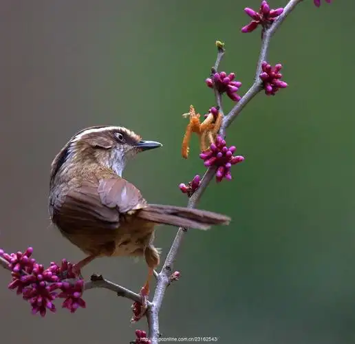 2018春季的首次拍鸟