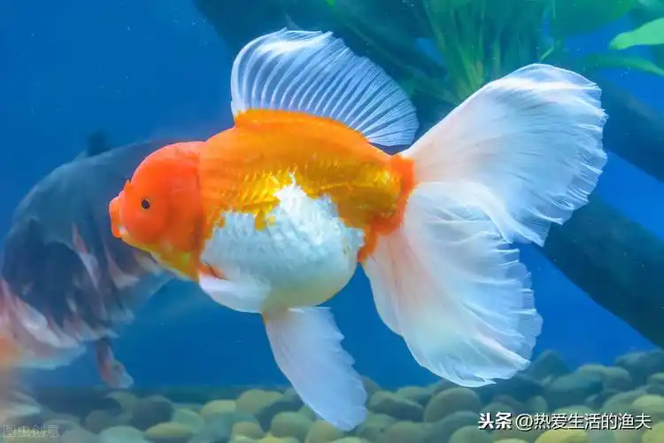 哪种金鱼最好养(好养的金鱼排行) - 趣味头条