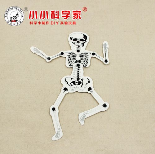 自制人体骨骼模型拼装幼儿童益智玩具科学实验器材diy 科技小制作
