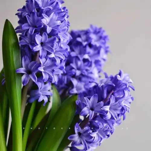 不同颜色的风信子的花语:风信子:永远的怀念.