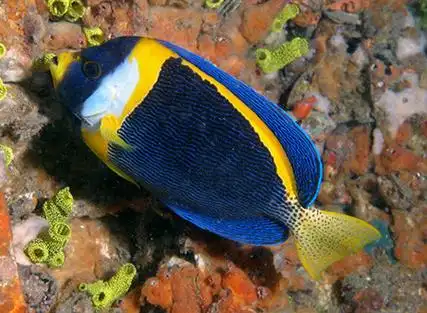 p>眼带荷包鱼(chaetodontoplus duboulayi)隶属于刺盖鱼科,荷包鱼属