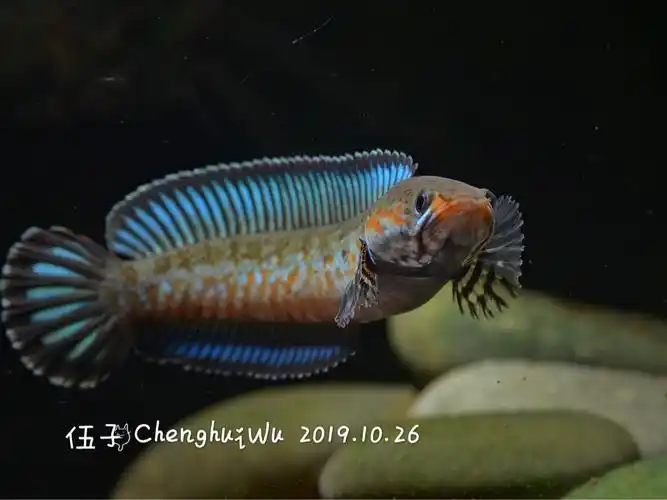 阿萨姆奶茶蓝帆七彩雷龙鱼