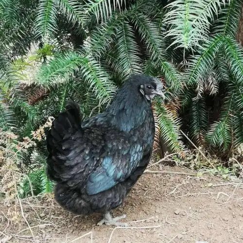 黑羽乌鸡筠连各地皆产有全乌骨半乌骨之别以反毛纯白毛全乌骨鸡