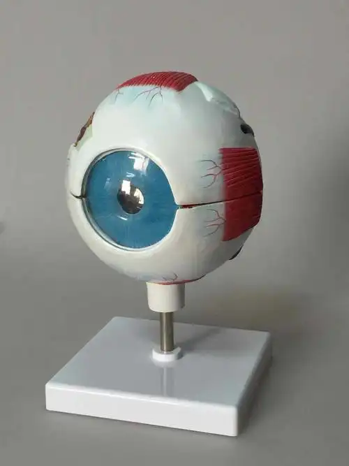 6倍眼球模型 教学模型 人体眼球放大模型 解剖模型 可定制logo