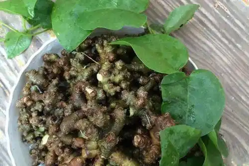 藤三七的藤上结疙瘩能吃吗(藤三七到底有没有毒)-三七网