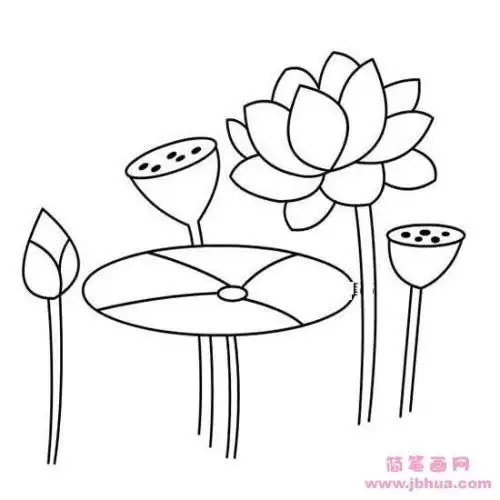 荷花简笔画荷叶简笔画蜻蜓简笔画图片大