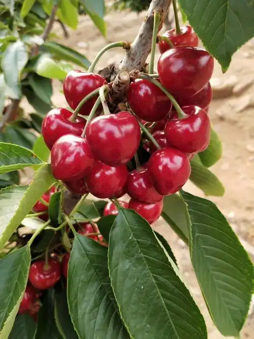 通州福红樱桃樱桃苗批发