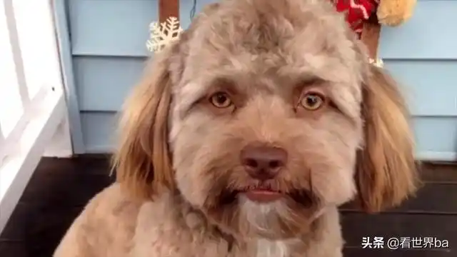 微笑的狗恐怖原图,微笑狗原图(网友看了都说瘆人)