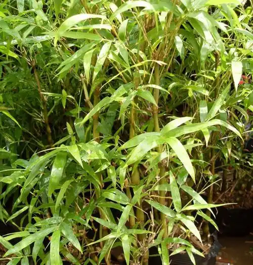 p>铁竹,中国特有植物. /p> p>铁竹,因竹秆外壁坚硬如铁而得名.