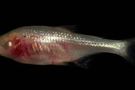 没有眼睛的盲鱼,生活的也可以这么安逸!