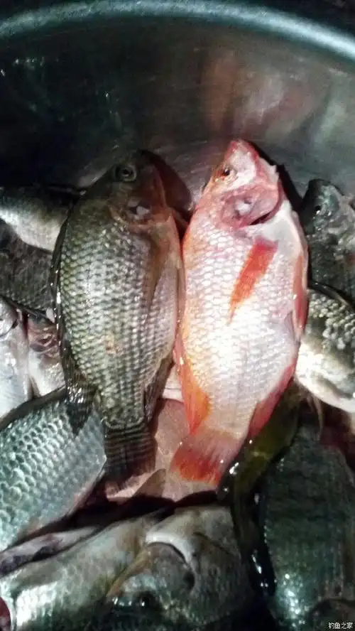 红色罗非鱼