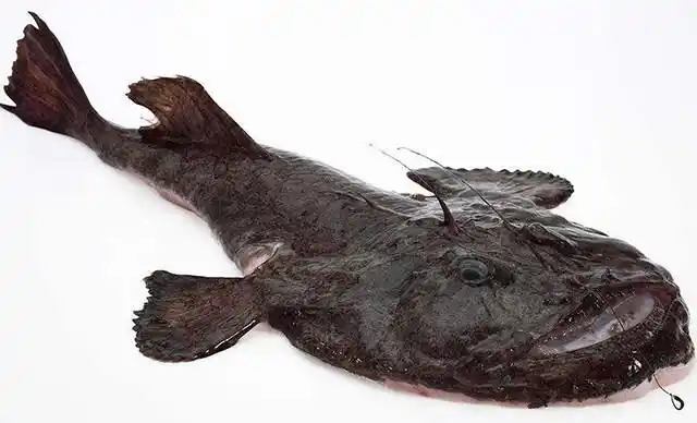 "丑婆子鱼"全身都是宝,想吃不容易,更重要的是会做!