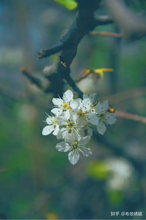 你所期待的春天是什么样子