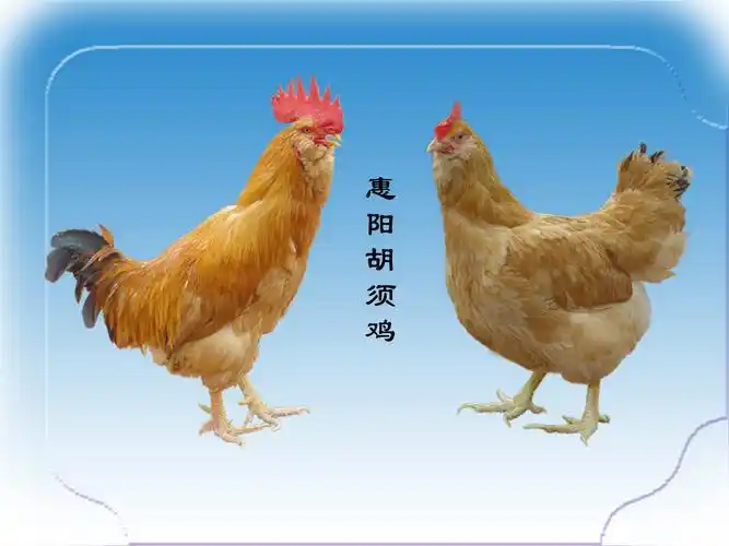 惠阳胡须鸡 - 百度百科