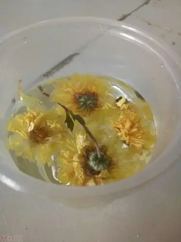 无聊,泡杯菊花茶