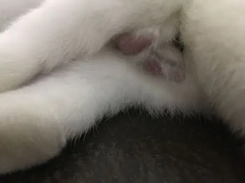 请问熊猫兔公兔下面红肿是怎么回事