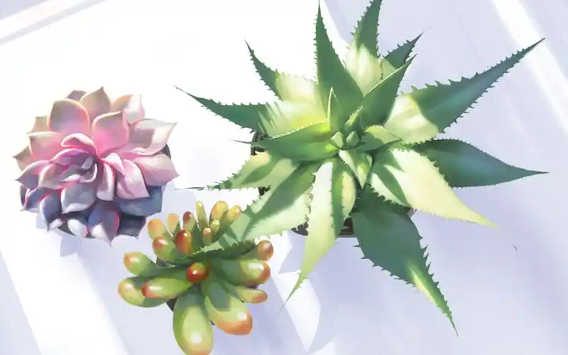 名动漫板绘几组青翠欲滴的多肉植物