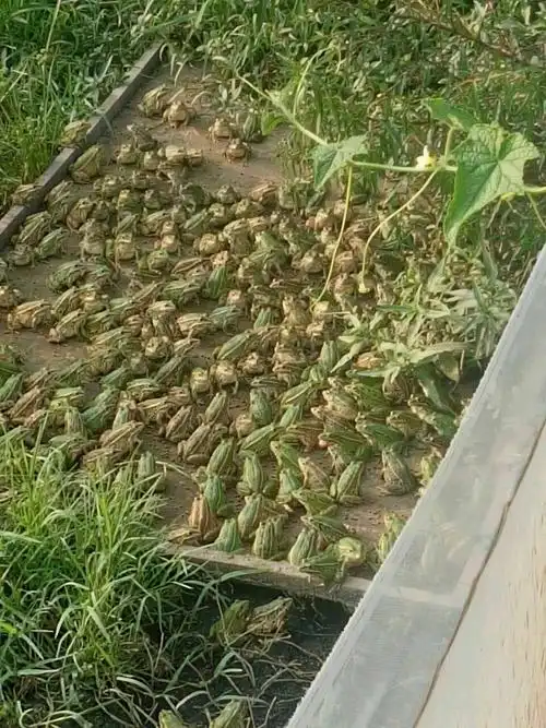 燕子涯水产养殖/四川青蛙养殖/甘孜青蛙养殖利润