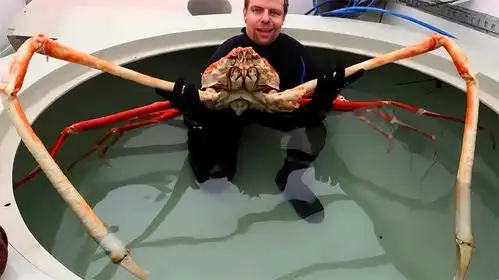 海洋里最大的螃蟹,堪称蟹中皇帝,体重达72斤一只至少2000元!