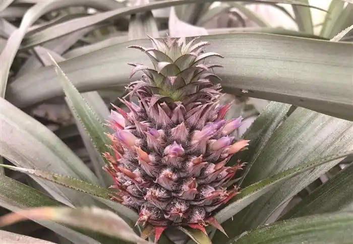 台湾凤梨"扎根"农庄长势好