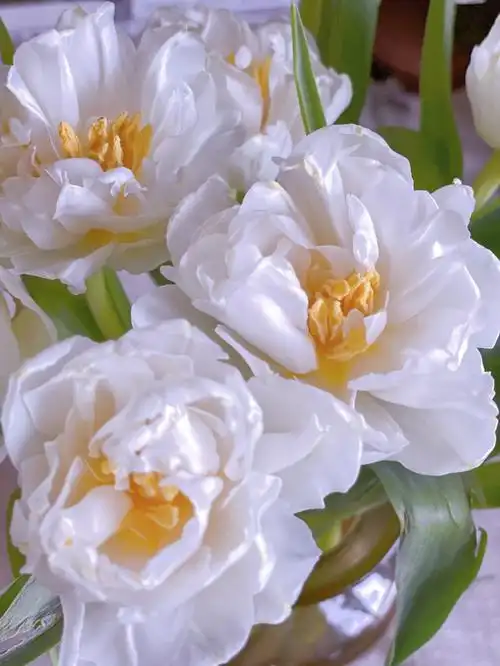 重瓣郁金香yyds78