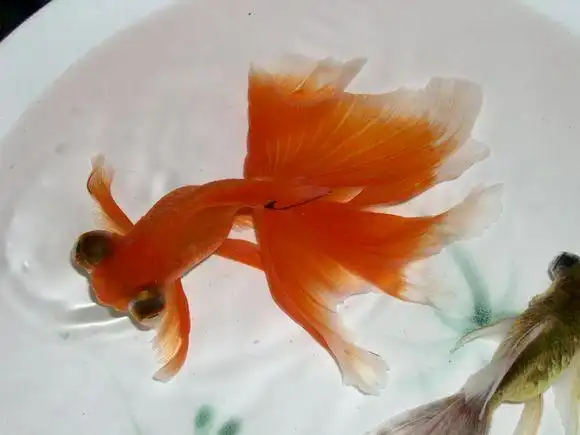 大眼金鱼怎么养(不常见的龙睛系金鱼品种盘点)