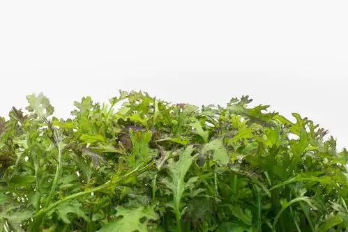 spicy mustard | frisch aus deinem plantcube | agrilution