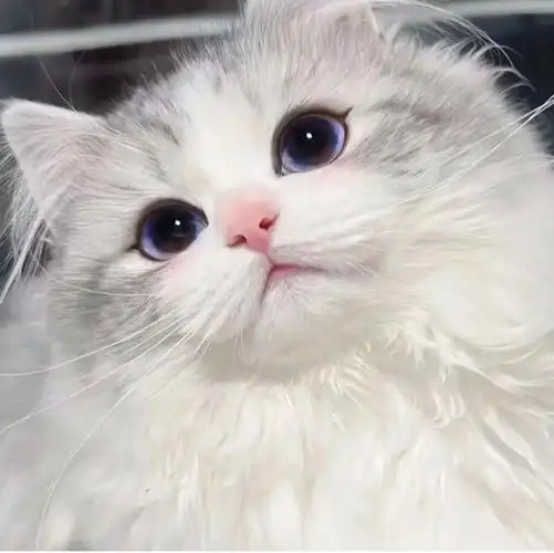 头像  #小奶猫  #可爱头像