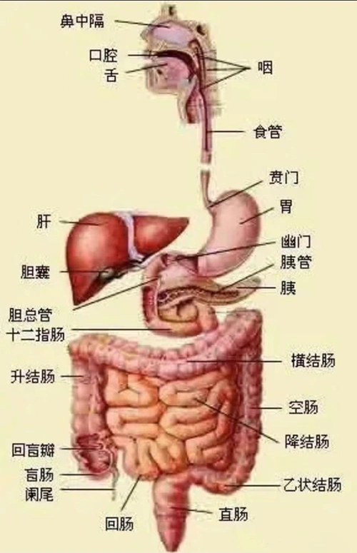 让检查不再可怕区中医院开展胃十二指肠超声造影检查