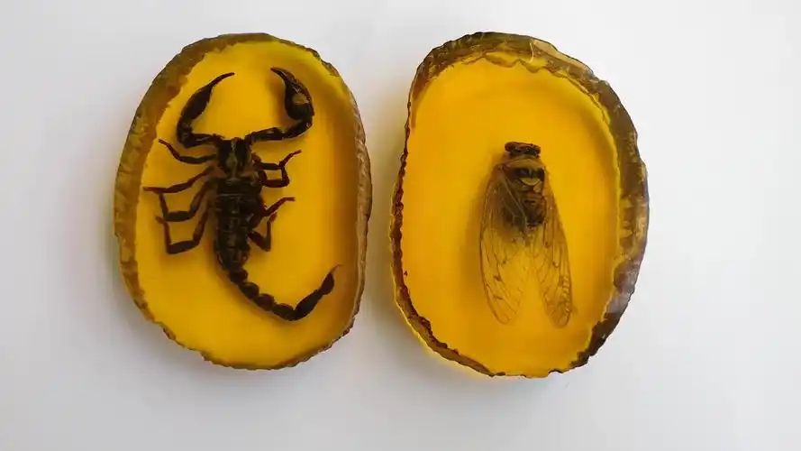 大号蝎子王琥珀带虫子虫珀原石动物标本虫蜜蜡帝王蝎摆件