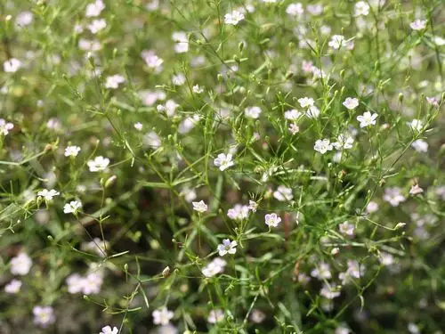 满天星花 壁纸 - 1600x1200