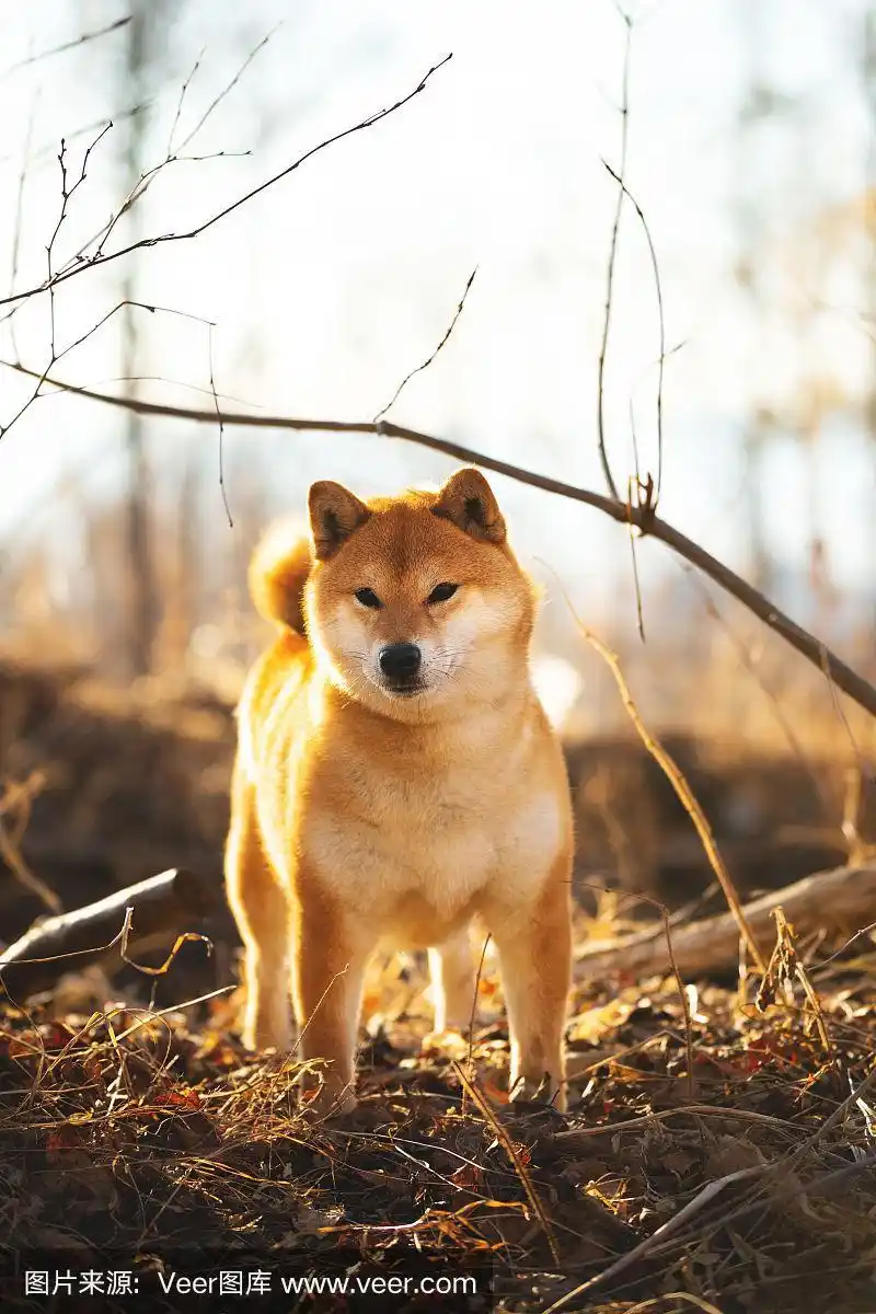 美丽的红色柴犬站在草地上的森林在金色的夕阳春天