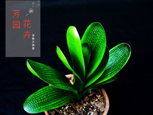 包邮正品鞍山品种君子兰大元宝圆头和尚室内高档绿植盆栽观花观叶