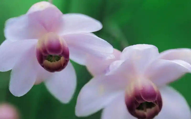 花草植物唯美风景高清桌面壁纸