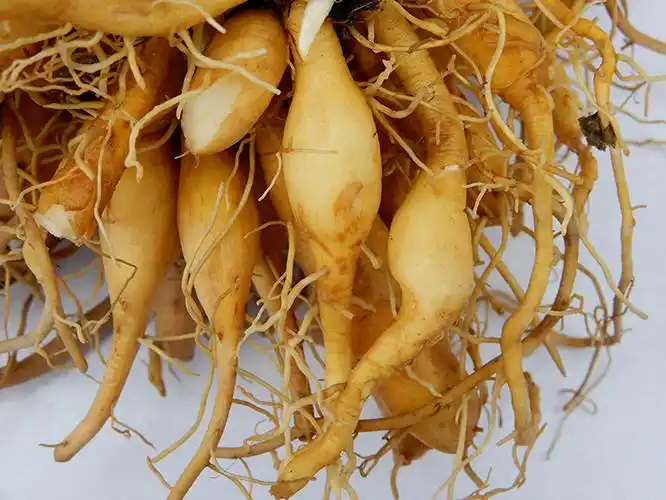 草根黄花野生菜根中药材500g包邮新鲜金针苗根其他药食同源食品