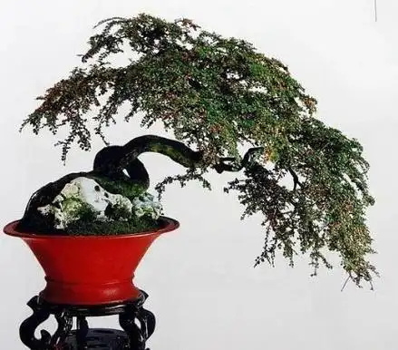 平枝栒子怎么养