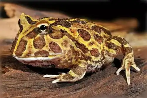 如何养角蛙?拯救孤独,好养又酷炫的宠物了解一下